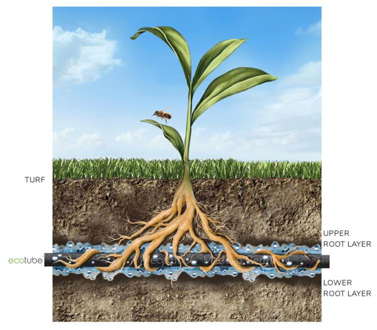 A diagram of a plant with roots

AI-generated content may be incorrect.